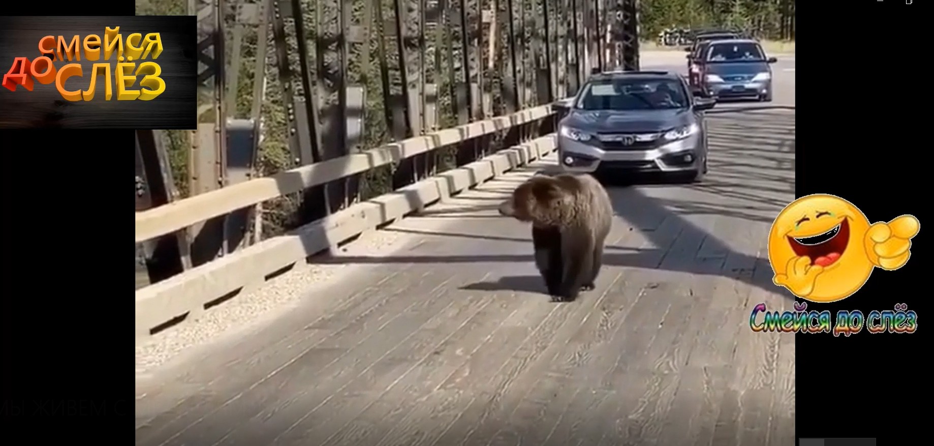 ЖИЗНЬ МЕДВЕДЯ // С ЮМОРОМ ПО ЖИЗНИ //...ЭТО РОССИЯ ... смотреть онлайн