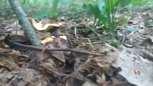 ⚪⚪⚪ БЛЕДНЫЕ ЛИСИЧКИ. ??? Где их искать? смотреть онлайн