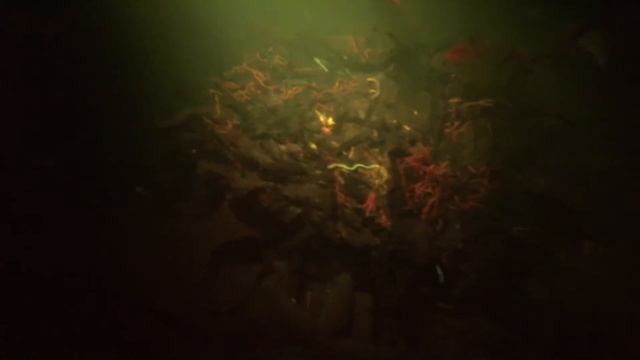 FOTOGRAFIT Ultraviolet Uw Light