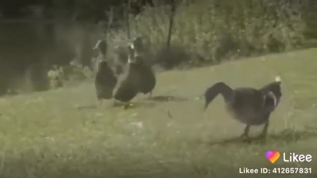 Приколы с котами с озвучкой . Кот мотоцикл смотреть онлайн