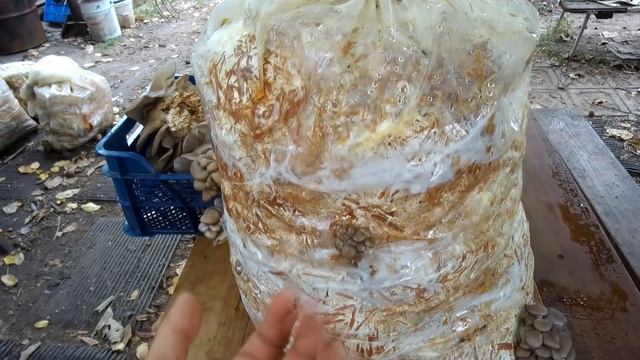 УРОЖАЙ ГРИБОВ С ОДНОГО БЛОКА / КАК ВЫРАСТИТЬ ГРИБЫ НЕ ПОКУПАЯ МИЦЕЛИЙ смотреть онлайн
