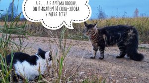 Кошка Морошка встретила кота Бонифация у своих ворот и как давай его дружить!