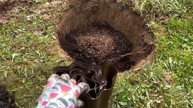 Высадка роз в открытый грунт. Какая корневая с контейнерах оригинальных саженцев от Тантау? смотреть онлайн