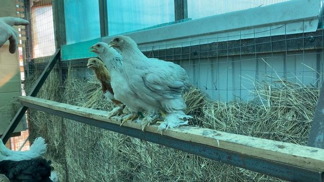 начальный этап дрессировки смотреть онлайн