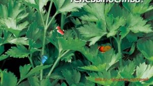 Петрушка белая Богатырь листовая (bogatyr) ? обзор: как сажать, семена петрушки Богатырь листовая