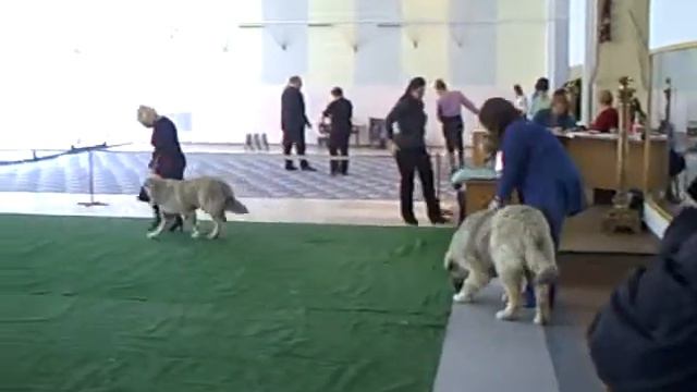 Ак Босар Шария смотреть онлайн