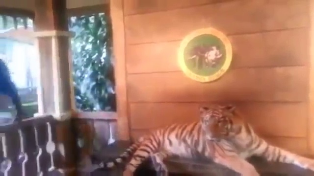 Лучшее фото с Тигром или Быстрая реакция