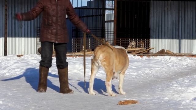 Мой способ разнимания дерущихся алабаев - ТИМЕРТАШ смотреть онлайн