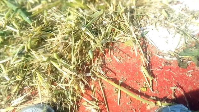 Гусеница-вредитель пожрала люцерну смотреть онлайн