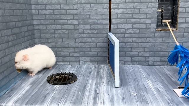 ?Hamster Escape the Awesome Colored Maze | Ball Pool смотреть онлайн