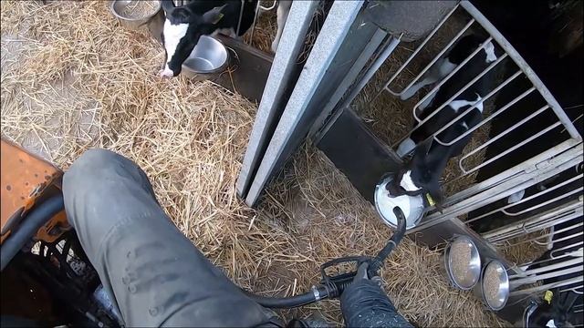 Modern Cow Calf Transportation Intelligent Technology Automatic Hay Milk Feeding Smart Farm 2023 смотреть онлайн