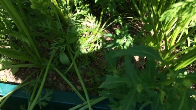 Уход за чесноком смотреть онлайн