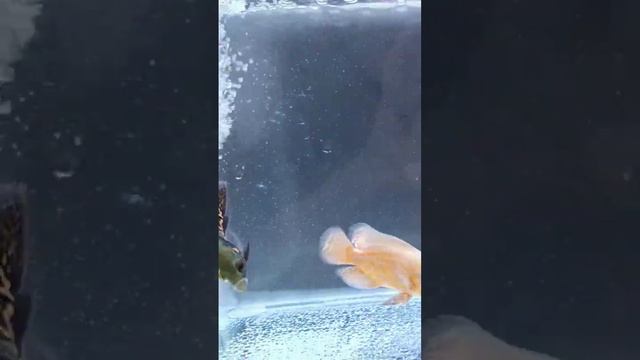 Oscar Tiger Batik Muda