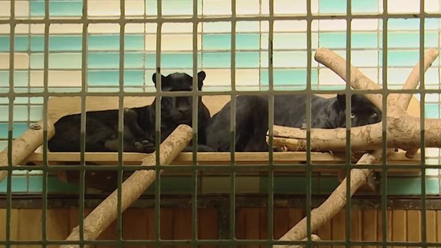Affenstarkes Picknick im Zoo und Serval Assanti muss Abschied nehmen | Panda, Gorilla & Co. смотреть онлайн