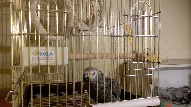 Случайный видосик;) от 29/10/2023 (см.описание ниже) смотреть онлайн