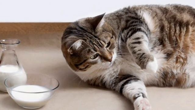 Пять чувств кошки Вкус смотреть онлайн