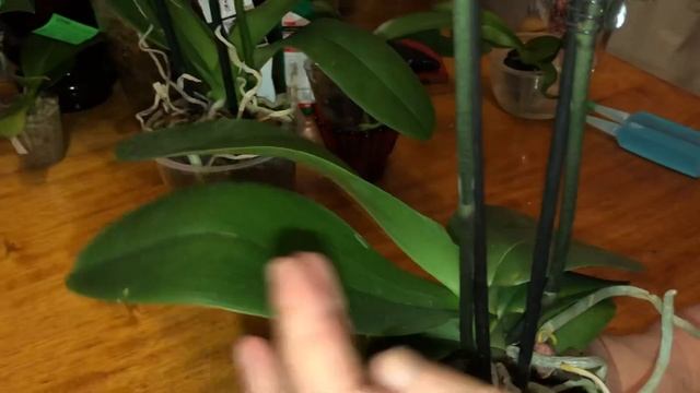 #Орхидеи. Новые покупки Дикий кот и сезам люк смотреть онлайн