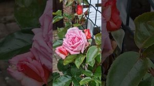 Моя Новинка распустилась, Плетистая  Роза Compassion