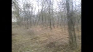 Мс Пох Весенний Лес