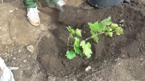 Как правильно посадить виноград в Сибири