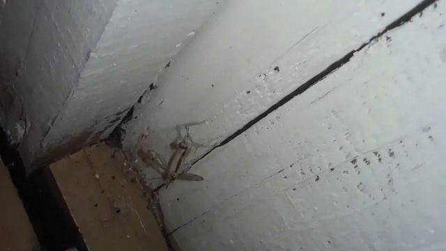 Жестокая драма, паучок поймал комара-долгоножку смотреть онлайн