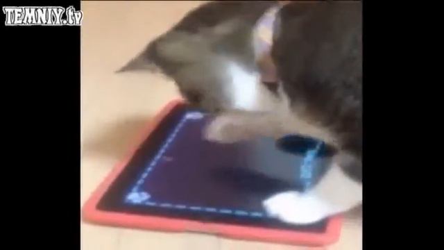 Умора, а не животные смотреть онлайн