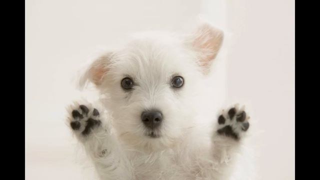 Вест Хайленд Уайт Терьер/West Highland White Terrier (порода собак HD slide show)! смотреть онлайн
