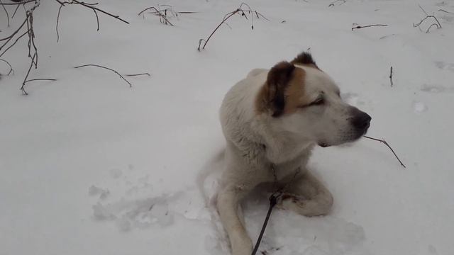 04.01.24 алабай Булат гуляет смотреть онлайн