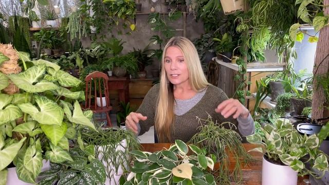 Hoya linearis Care & Propagation смотреть онлайн