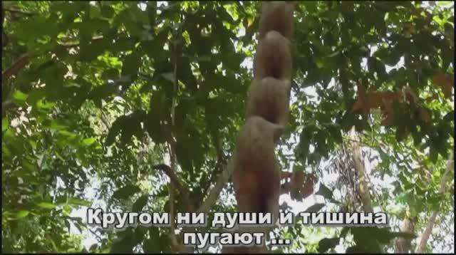 Духи леса смотреть онлайн