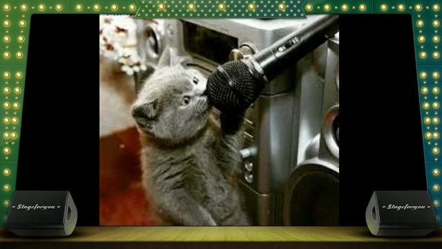 Картинки про котиков смотрите пожалуйста смотреть онлайн