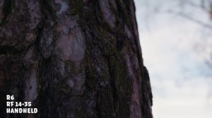 Canon RF 14-35mm f/4L IS USM Review - I LOVE THIS LENS