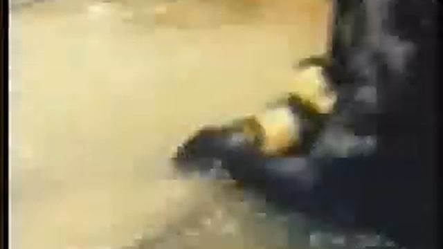 ANACONDA VE JAGUAR KAVGASI (BELGESEL)