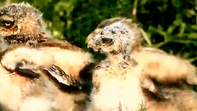 Сова кормит своих детенышей смотреть онлайн