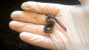 Сколько Вышло Червя из 1500 Коконов Дендробена Разведение Червей дендробена в домашних условиях