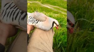 овози Модкабки шикори 156 та  гиро