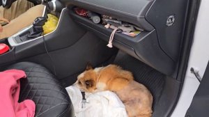 Ехали сутки, замученные вы не представляете насколько. Новенькая малышка в машине.