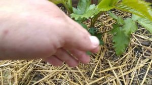 Прищипка ремонтантной ежевики