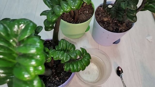 РАЗБУДИ ЗАМИОКУЛЬКАС и даже самый слабый куст оживет, позеленеет и выпустит много листьев смотреть онлайн