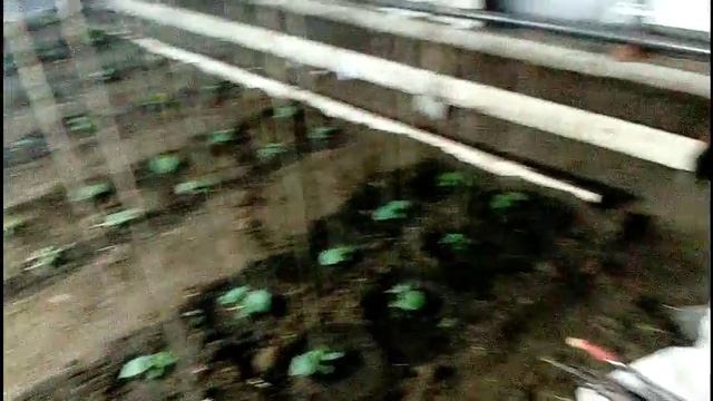 высадил первый раз в теплице огурец в грунт 27.03.18 смотреть онлайн