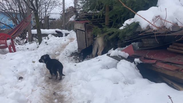 Папа Эрик хочет спрятаться от своих малышей ВЕО овчарки . смотреть онлайн