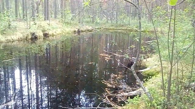 Черусти: мелиорационный канал за деревней Красная гора. 1.06.19 смотреть онлайн