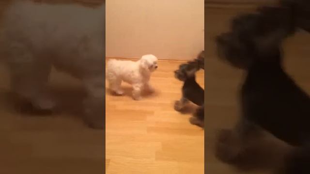 Любовный танец смотреть онлайн