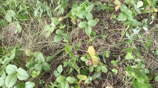 Деревенские будни!!! Сбор грибов, лесной смородины, луговой клубники и сосновых шишек?!!!