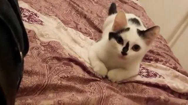 наша панда смотреть онлайн
