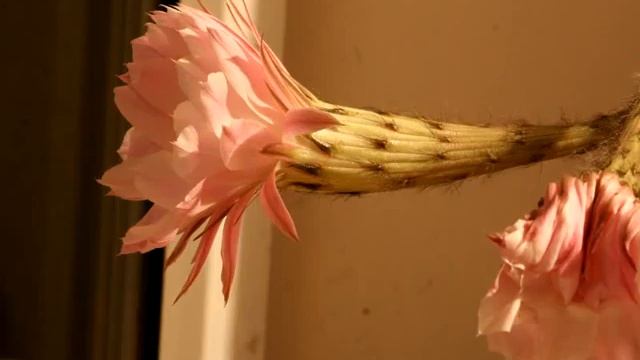 Yet another cactus blossomes смотреть онлайн