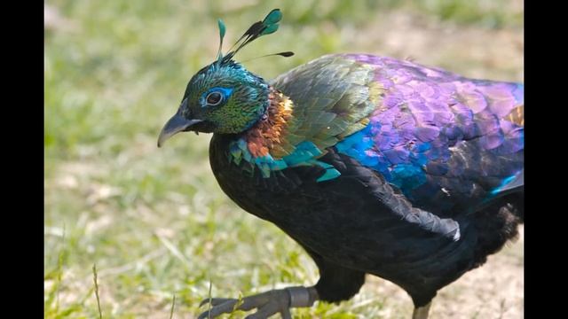 Прекрасные птицы - фазаны.