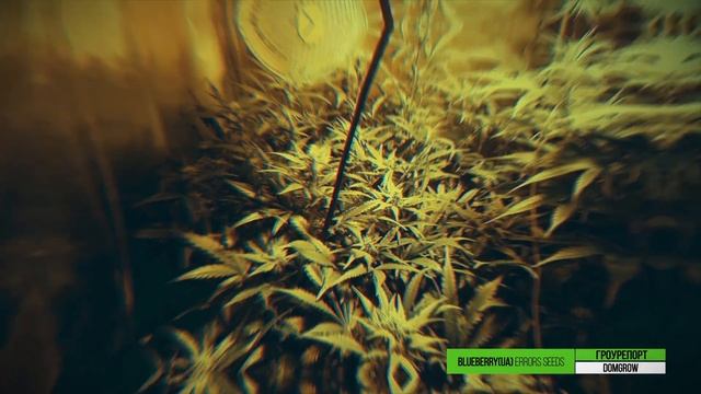 Гроурепорт BlueberryUA ES смотреть онлайн