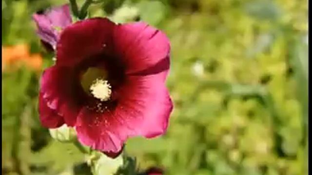 I fiori смотреть онлайн
