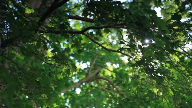 Медитация "Семья Света" смотреть онлайн